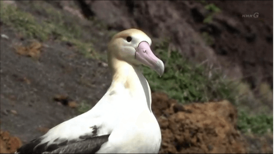 アホウドリ