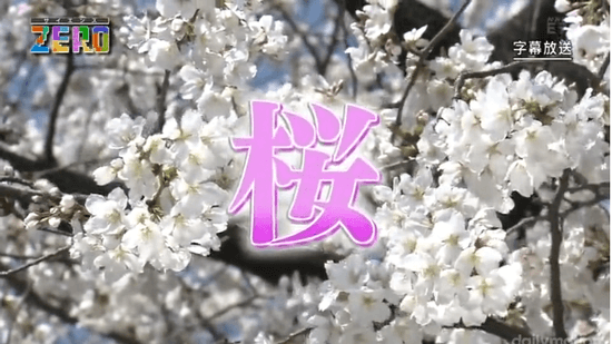 桜（ソメイヨシノ）