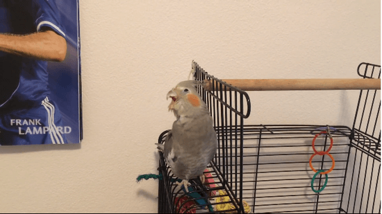 クチパクで唄うオカメインコ