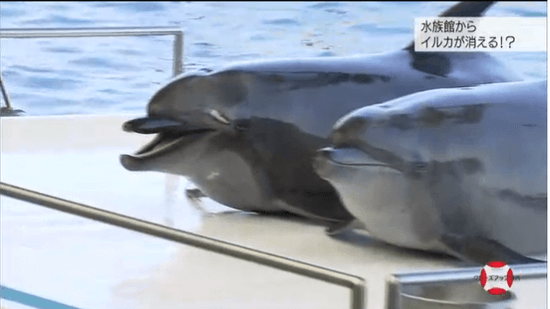 水族館からイルカが消える!?