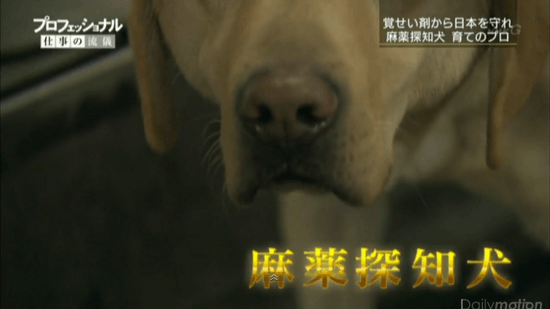 麻薬探知犬