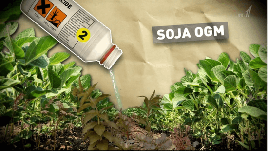 SOJA OMG （遺伝子組み換え大豆）