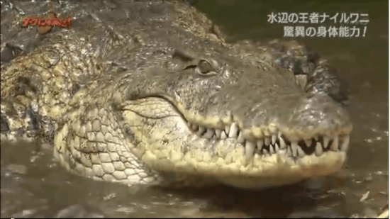 アフリカの水辺の王者・ナイルワニ