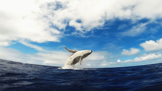 GoPro: Humpback Whale Breach