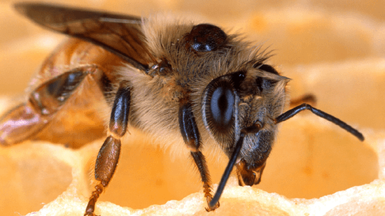 マーラ・スピヴァク: ハチが消えつつある理由