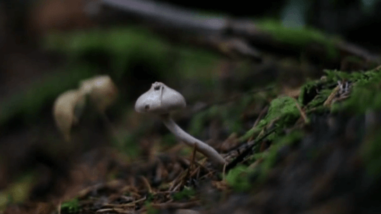 菌類のチカラが人類を救う