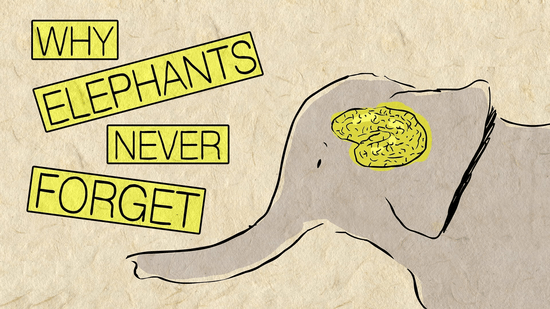 Why elephants never forget