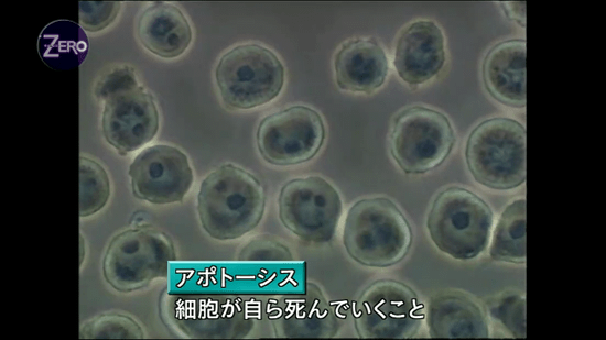 アポトーシス 細胞が自ら死んでいくこと