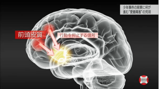 前頭皮質から「行動を抑制する信号」が出る 前頭皮質から「行動を抑制する信号」が出る