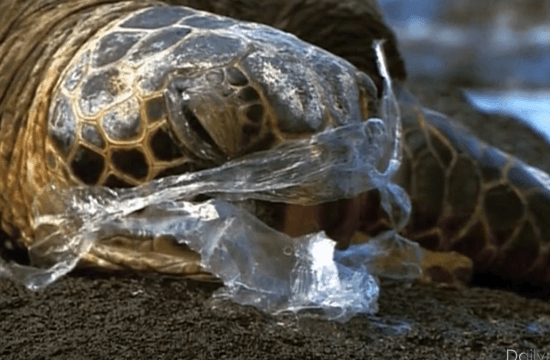 「プラスチック汚染にみる海の未来」