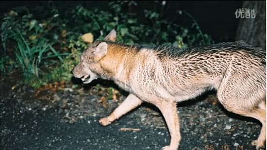 ニホンオオカミかもしれない写真