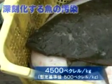 NHKスペシャル「知られざる放射能汚染 ～海からの緊急報告～ 」