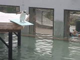 怖がり屋さんのペンギンが飛び込み台からのダイブに挑戦したらこうなった