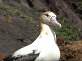 絶滅危惧種の海鳥「アホウドリ」を移住させ、繁殖に成功した史上初の快挙を追ったドキュメンタリー／NHKスペシャル「小笠原の海にはばたけ ～アホウドリ移住計画～」