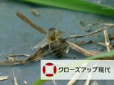 謎のミツバチ大量死 EU農薬規制の波紋／NHK・クローズアップ現代