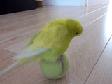 テニスボールで玉乗り遊びをするテニスボールと同じ色のセキセイインコ