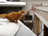 この距離が飛べニャイだと？雪が積もった車からのジャンプに失敗する猫