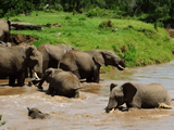 赤ちゃん象が流された！川を渡っていた象の群れによるドキドキの救出劇