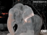 インドで50年間も鎖につながれ虐待を受けてきた1頭の象が助け出され、解放されたゾウが「涙」を流して話題に