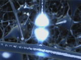 NHK・サイエンスZERO ＜シリーズ細胞の世界＞ 第4回 「見えた！神経細胞の変幻自在」