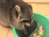 だって、アライグマなんだもん