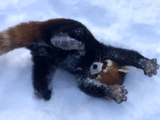 雪に大はしゃぎするレッサーパンダ