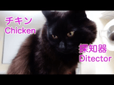 「チキン探知機」な猫のしおちゃん
