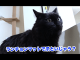 飼い主さんに「ランチョンマットで爪といじゃう？」って指摘されて、我に返って「だめ」って言う猫のしおちゃん