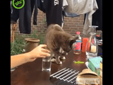 手を使って器用にコップの水を飲んでる猫さんの一瞬の隙をついてコップを入れ替えるという計画的犯行