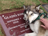 亡くなった「おばあちゃん」のお墓の前で「すすり泣く」犬