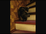 自分のシッポを咥えたまま階段をのぼる事に成功した猫
