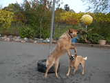何だコレ超楽しい！宙吊りのボールに鼻でアタックして遊ぶ犬