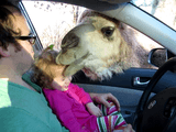 車の中からエサをあげられる動物園で小さい女の子からエサをもらってたラクダが勢い余って女の子の頭にかぶりつくハプニング映像