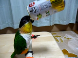 せめてひと口だけ・・・。缶ビールの最後の一滴を飲もうとするインコのルイちゃん