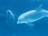 バブルリングで遊ぶイルカ