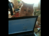 遊んでくれなきゃ嫌っ！ノートパソコンを閉じ続けるネコ