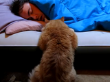 寝ている飼い主さんと遊びたい。でも起こすと可哀想だから目を覚ましてくれるまで傍でジッと待つネコの後ろ姿がカワイイ