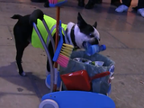 ポイ捨て禁止だワン！清掃作業員の格好をしてゴミ拾いをしてくれる犬