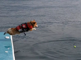 勇気をふりしぼって水面へジャンプするコーギー犬