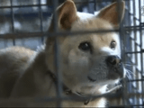 原発事故の影響で家族と一緒に暮らせなくなった福島県飯舘村の犬たちが一時的に里帰りして家族と再会するのを追ったドキュメンタリー