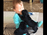 人間の赤ちゃん vs パグ犬の赤ちゃん