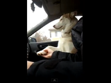 犬「ドライブの時は手をつないでてくれなきゃヤダっていってるでそ」
