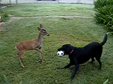 「黒いラブラドール・レトリバー」と「鹿」が庭でボール遊び