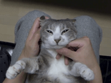 猫を飼ってる気分になれる「主観モフモフ」映像
