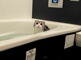 「あがるよ～」って言っても「ニャー」って言って拒否するぐらいお風呂が大好きな猫のふくたん