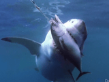 凄い迫力！巨大なホオジロザメが満腹になるまでマグロを与え続ける実験映像