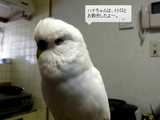 おしゃべりインコのハナちゃん「トトロとお散歩したよ～」