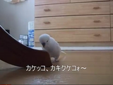 カケッコ カキクケコォ～！机の脚に向かってお話するのが大好きな、おしゃべりインコのハナちゃん