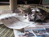 子猫が荒ぶりすぎて新聞が読めない