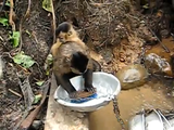 すごい慣れた手つきでお皿を洗うお猿さん